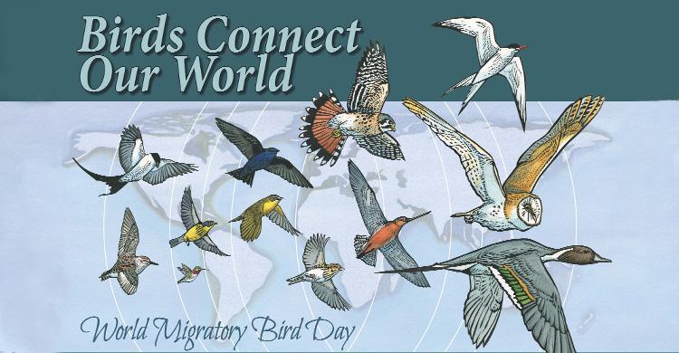 World Migratory Bird Day 2020