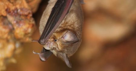 Blasius' Horseshoe Bat (Rhinolophus blasii) © Mounir Abi-Said, Lebanon