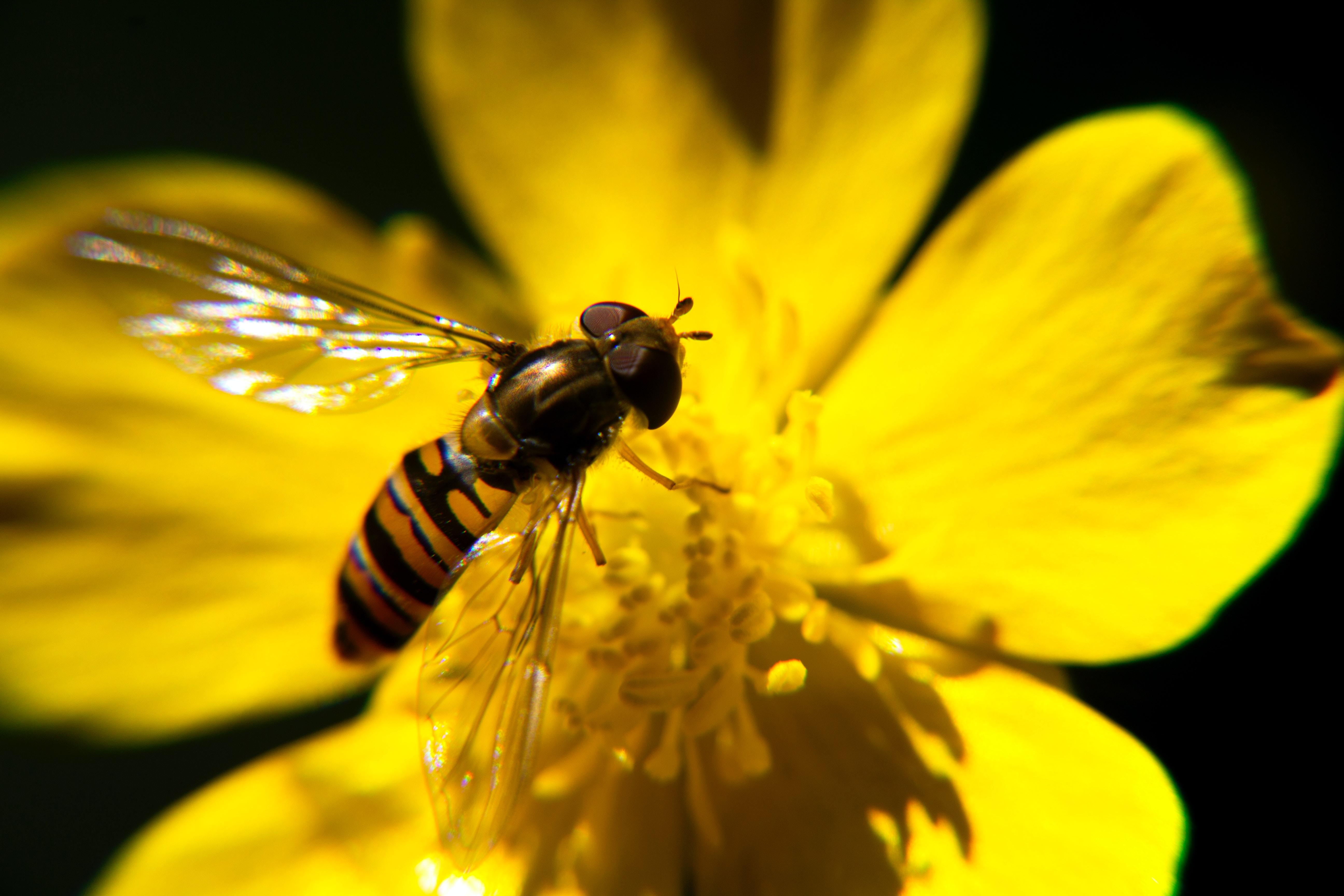 A bee on a yellow flower.