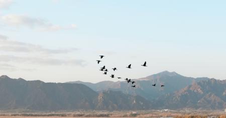 Birds flying in front of a mountain.