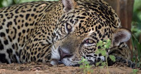 CMS welcomes the designation of 29 November as International Jaguar Day © Gregoire Dubois